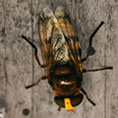 ape regina gigantesca
